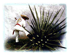 agave2.gif (29393 bytes)