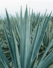 agave5.gif (23398 bytes)